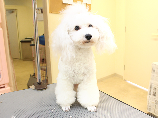 トリミング中の犬