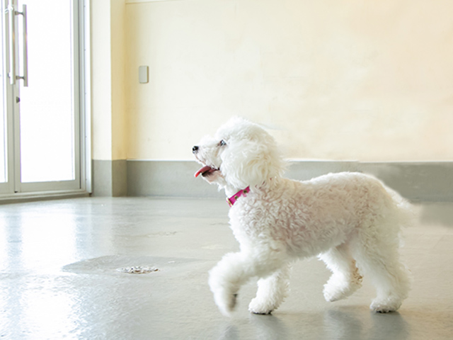 室内ドッグランで走る犬